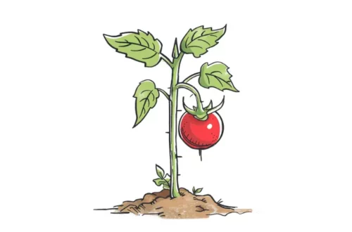 Sadzonka pomidora - bajka dla dzieci